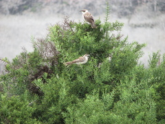 Mimus parvulus barringtoni