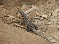 Microlophus barringtonensis