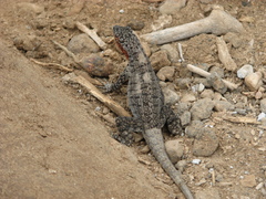 Microlophus barringtonensis