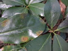 Epelidochiton piperis