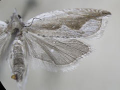 Ancylis diminuatana