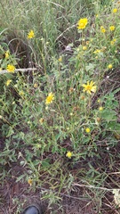 Dimerostemma aspilioides