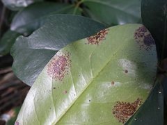 Epelidochiton piperis