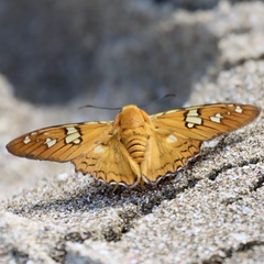 Myscelus