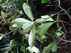 Epelidochiton piperis