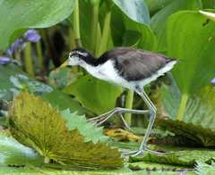 Jacana