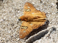 Myscelus