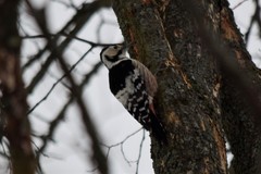 Dendrocopos leucotos