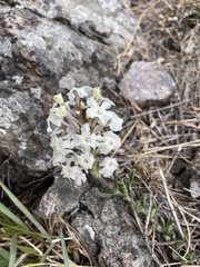 Glandularia platensis