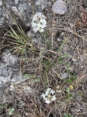 Glandularia platensis