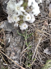 Glandularia platensis