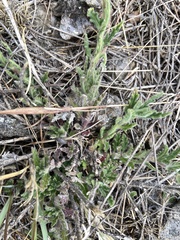 Glandularia platensis