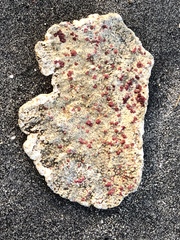 Homotrema rubrum