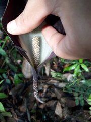 Dracontium spruceanum