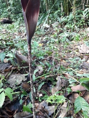 Dracontium spruceanum