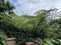 Sphaeropteris brunei