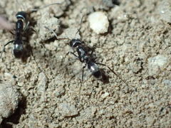 Dorymyrmex insanus