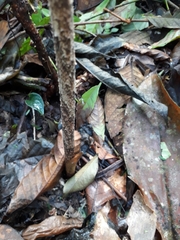 Dracontium spruceanum