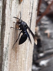 Parachartergus fraternus
