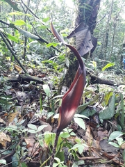 Dracontium spruceanum