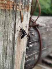 Parachartergus fraternus