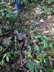 Dracontium spruceanum