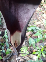 Dracontium spruceanum