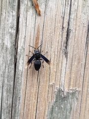 Parachartergus fraternus