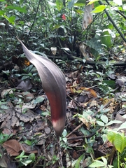 Dracontium spruceanum