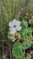 Craniolaria integrifolia