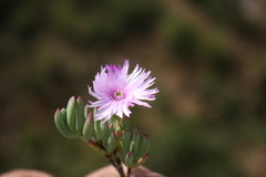 Lampranthus diutinus