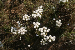 Pseudoselago gracilis