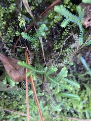 Selaginella apoda