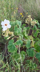 Craniolaria integrifolia