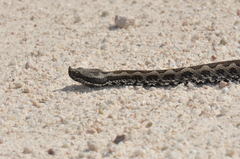 Vipera latastei