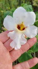 Craniolaria integrifolia