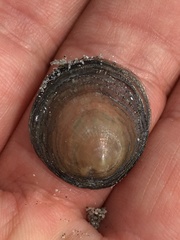 Discinisca lamellosa