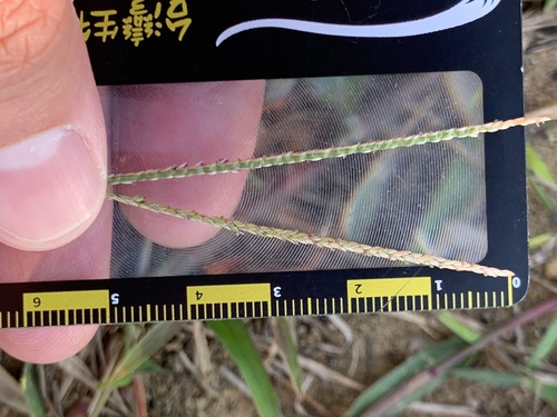 Digitaria longiflora iNat (1)
