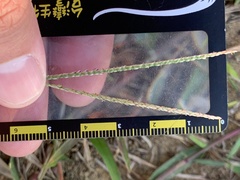 Digitaria longiflora