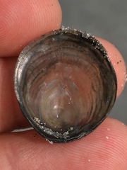 Discinisca lamellosa