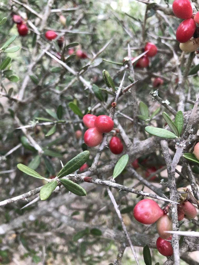 Allthorn Goatbush