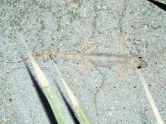 Hemidactylus flaviviridis