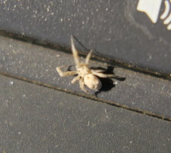 Selenops radiatus