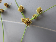 Cyperus reflexus