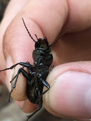 Pterostichus lama