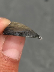 Discinisca lamellosa