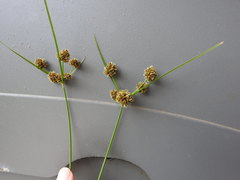 Cyperus reflexus