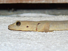 Hemidactylus flaviviridis