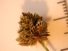 Cyperus reflexus