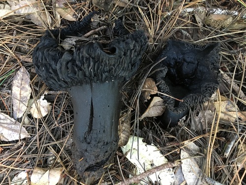 Blackening Brittlegill